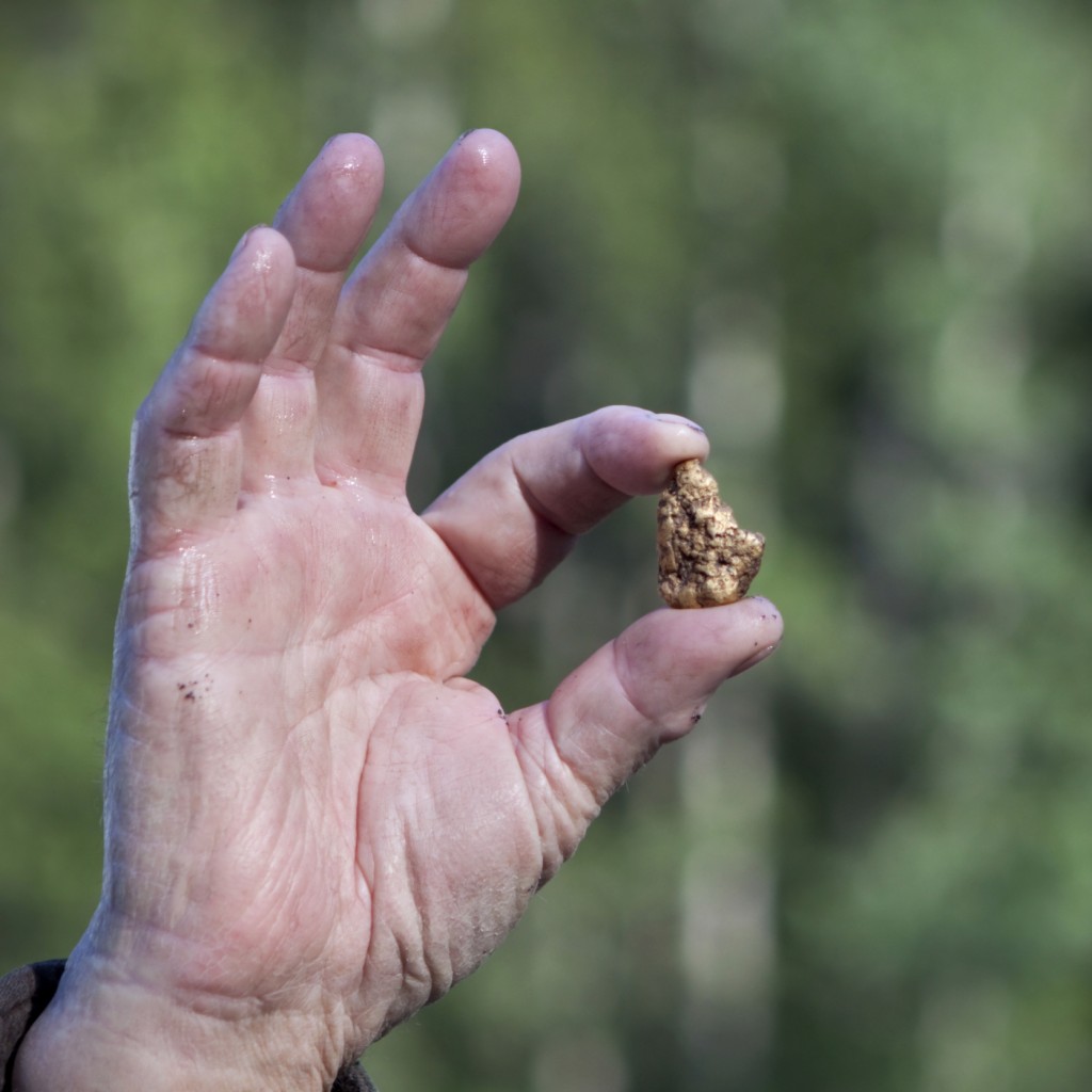 First American Gold Rush in North Carolina