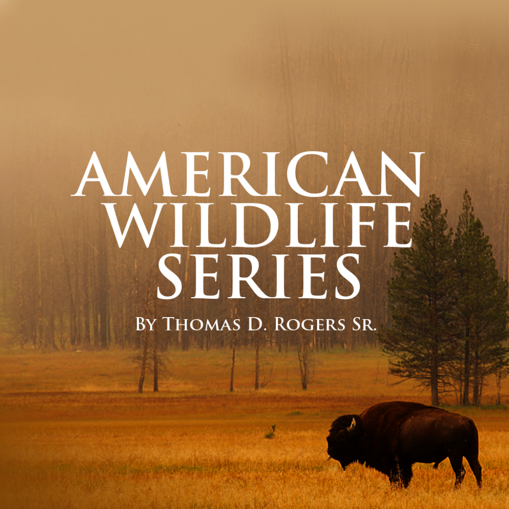 Introducing the American Wildlife Series